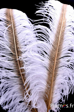 Struis met gouden schacht – 50-60 cm – wit